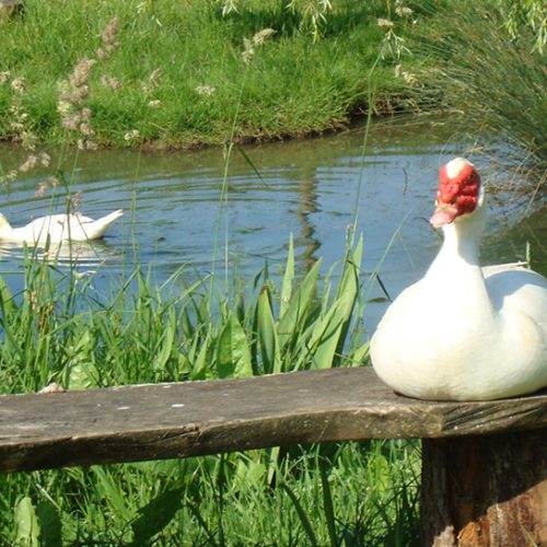 Ducks enjoying their pond