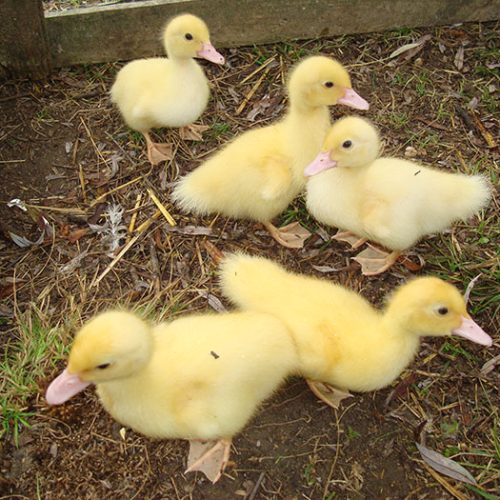 Ducks