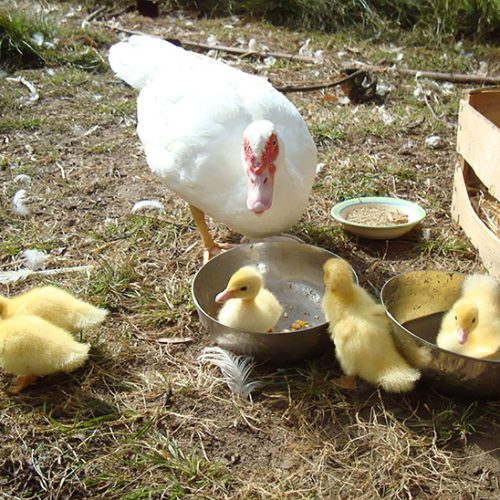 DucksandFeed