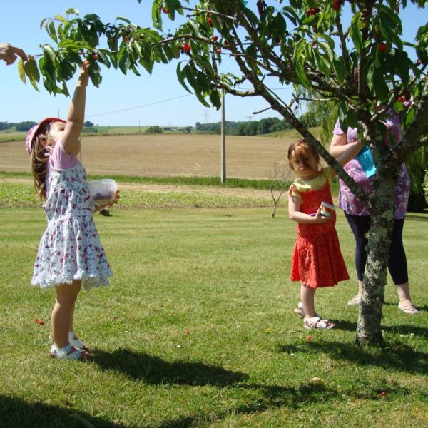 Picking cherries
